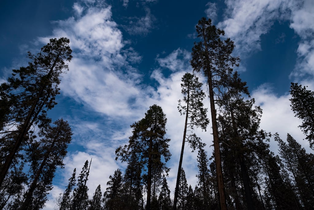 Sequoia trees in Yosemite National Park in California, July 18, 2022. With treasured forests perennially threatened by fierce wildfires, experts say it’s time to cut and burn protectively, but a lawsuit is standing in the way. Photograph: Nic Coury/The New York Times