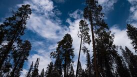 At Yosemite National Park, a preservation plan that calls for chainsaws