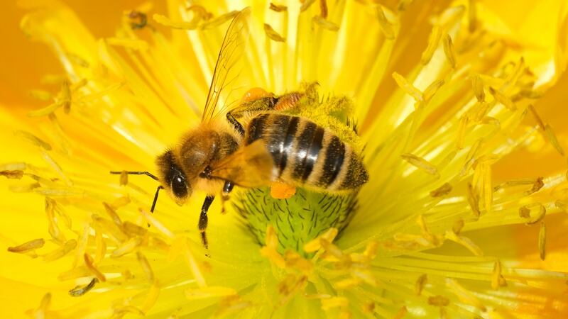 Planting nectar-bearing flowers for decorative purposes on balconies, terraces, and gardens can help reduce the threat to Ireland’s bee population. Photograph: Sean Gallup/Getty Images