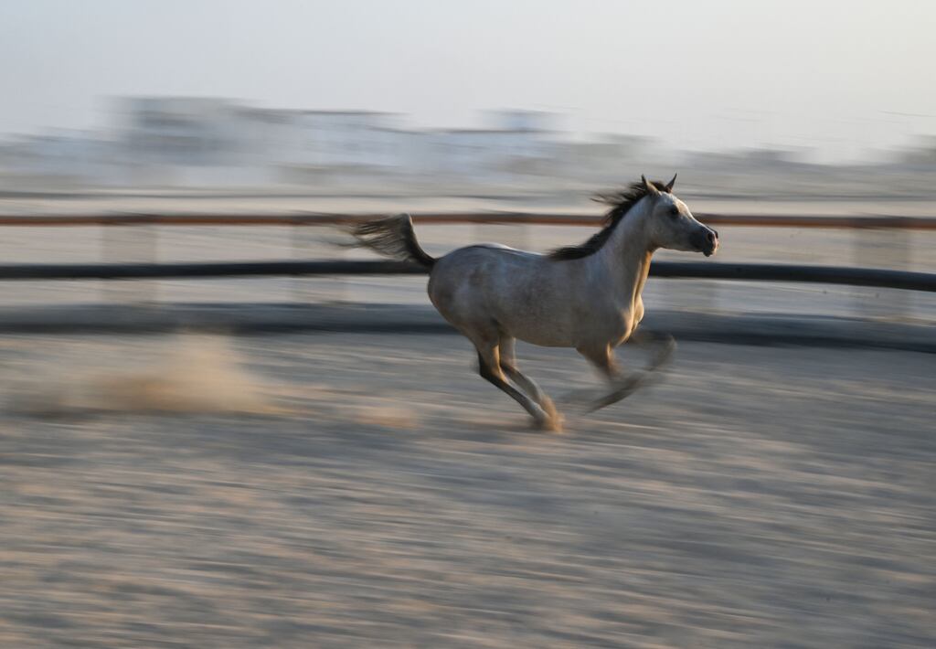 Seven thoroughbred Arabian horses were gifted to the State by a wealthy American businessman following a meeting with Charles Haughey in 1989. Photograph: Ina Fassbender/AFP/Getty images