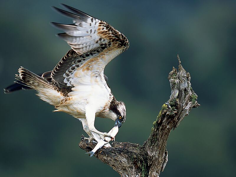 An osprey eating a fish in Urdaibai; this species remains a passage migrant in the estuary, but attempts to reintroduce it as a breeding species have failed so far, possibly due to already existing tourist numbers. Photograph: Joseba del Villar