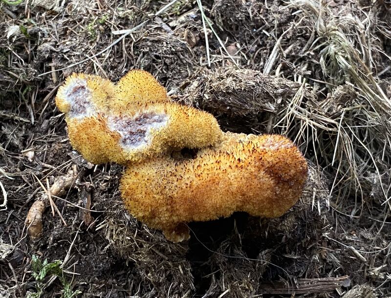 Dyers Mazegill fungus