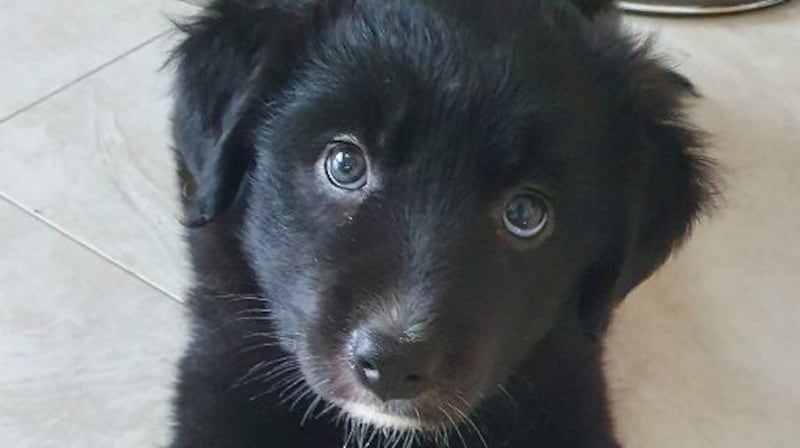 The ISPCA is seeking to find a home for Haley (pictured) and her siblings Jessie, Henry, and Penny. Photograph: ISPCA.