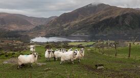 EPA report ‘would limit farm stock levels, ruining farmers’, Oireachtas committee told