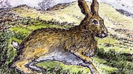 Can coursing be good for hares? The strange answer is yes