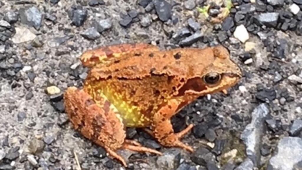 The frog spotted in Barnaribbon Loup on Benbulben in Sligo
