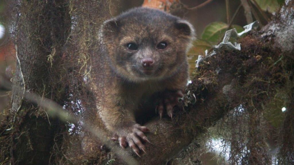 Olinguito Bassaricyon neblina in Ecuador. Photograph: Mark Gurney
