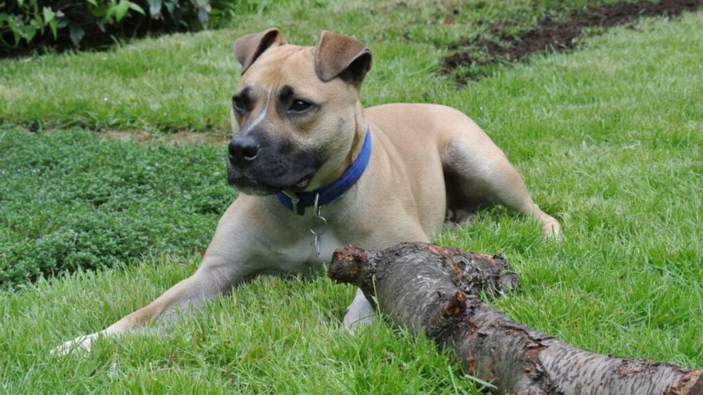 Biscuit is looking for a new home. Photograph: Battersea Dogs & Cats Home/Community Newswire.