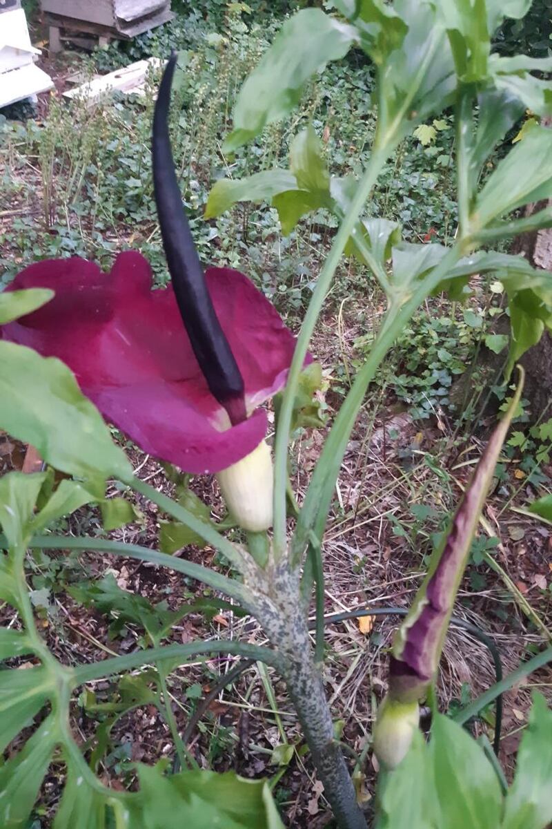 Voodoo Lily