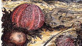 Adrift at sea: The exotic nuts that reach Ireland’s shores