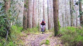 Coillte to market Irish forests to film companies