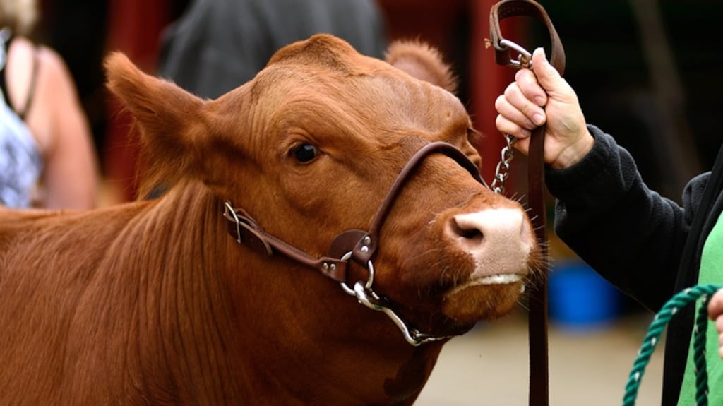 The show’s senior vet said there is no evidence of anything serious and no cause for concern. Photograph: iStock