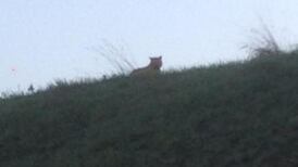 Young tiger on loose near Disneyland