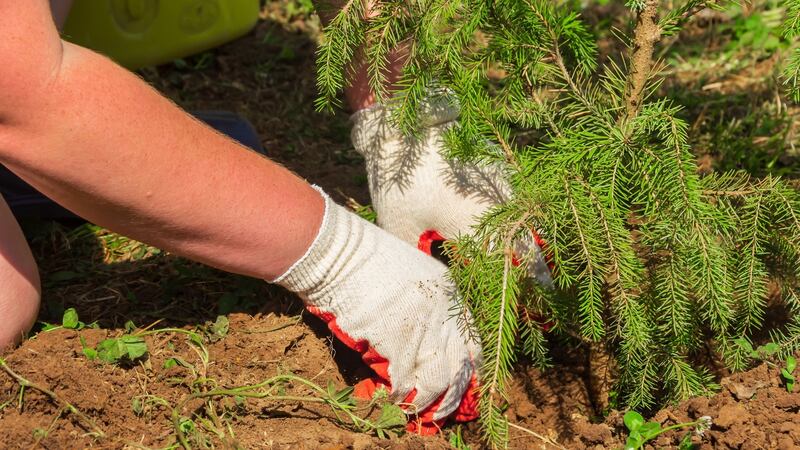 April is an excellent time of the year to plant evergreen plants and conifers including spruce. Photograph: Getty