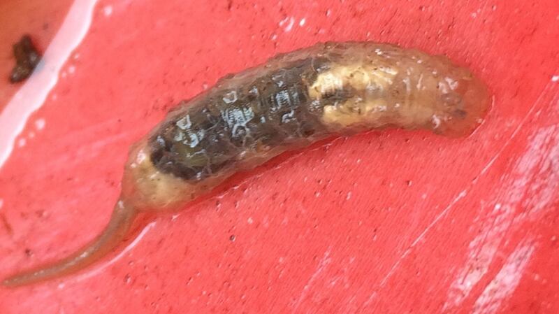 A rat-tailed maggot in Co Mayo