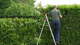 I want to cut my hedge but my neighbour says I can’t