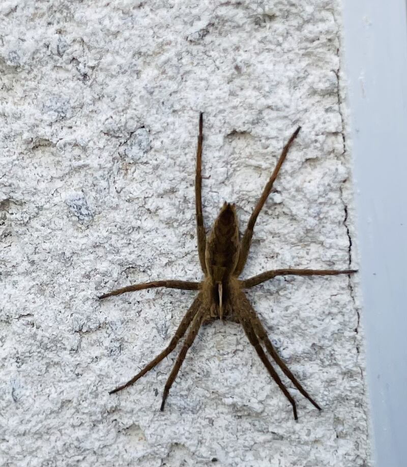 Nursery web spider. Photograph supplied by Jimmy Kealy