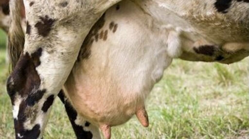 In one farm visited by department inspectors, 111 cows had had their cows docked, despite the fact the farmer was a certified member of a sustainable dairy assurance scheme, with animal welfare requirements, operated by Bord Bia. File photograph: Getty Images