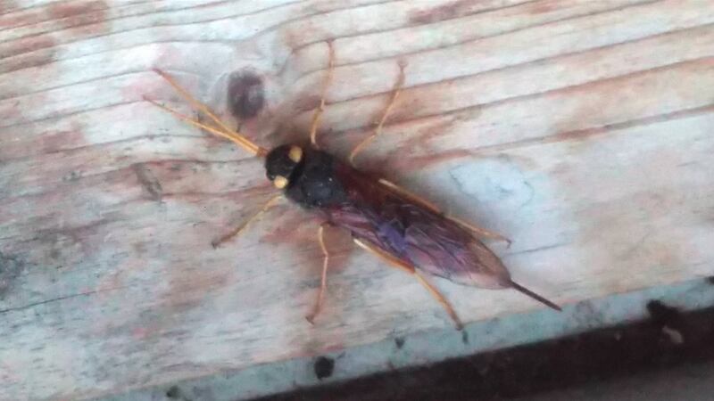 Eyes on nature: the female giant wood wasp that Judith Fanning found in her house