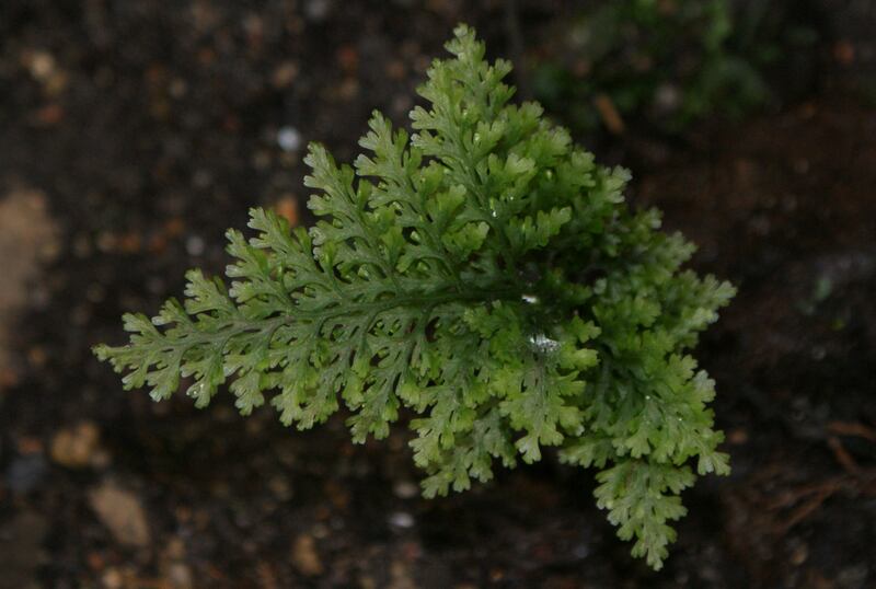 Killarney fern "looks pretty" so fits the remit, Dr Zoe Popper of the University of Galway says. Photograph: Kenraiz/CC BY-SA 3.0