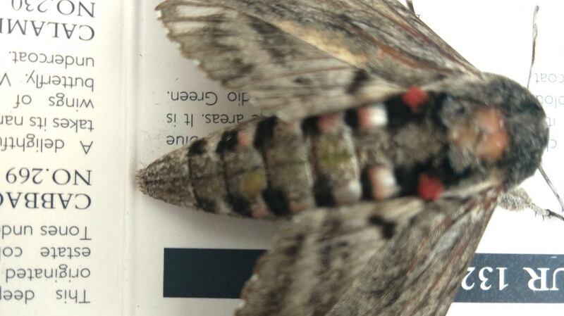The convolvulus hawkmoth is a migrant from Africa