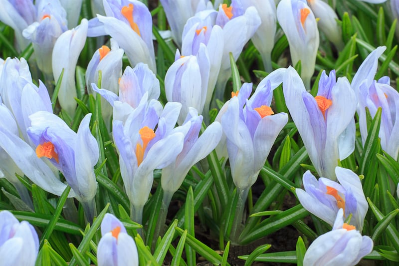 Crocus flowers. Photograph: Getty
