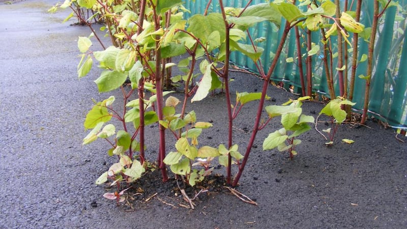 Japanese Knotweed breaking through a private car park in Cork last year. Photograph: O’Donovan Agric Environmental Services