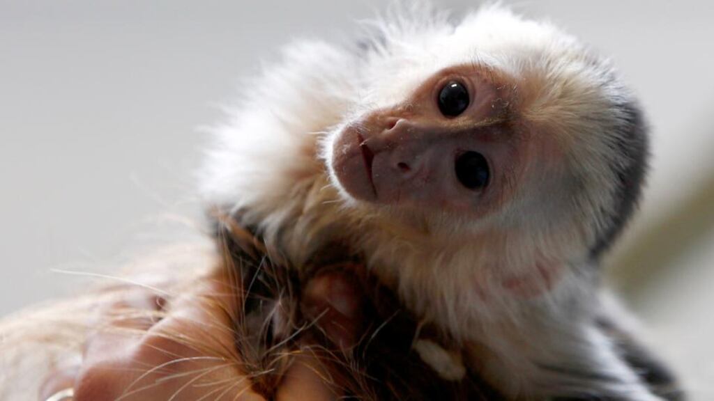 File photo of Mally, the pet monkey of Canadian singer Justin Bieber, at a home for animals in Munich last month. Photograph: Michaela Rehle/Reuters