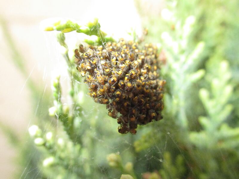 Nest of spiderlings. Photograph: Michael Fitzsimons