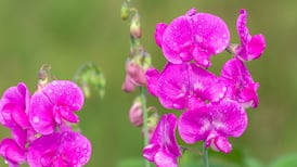 ‘Why is my sweet pea not flowering?’
