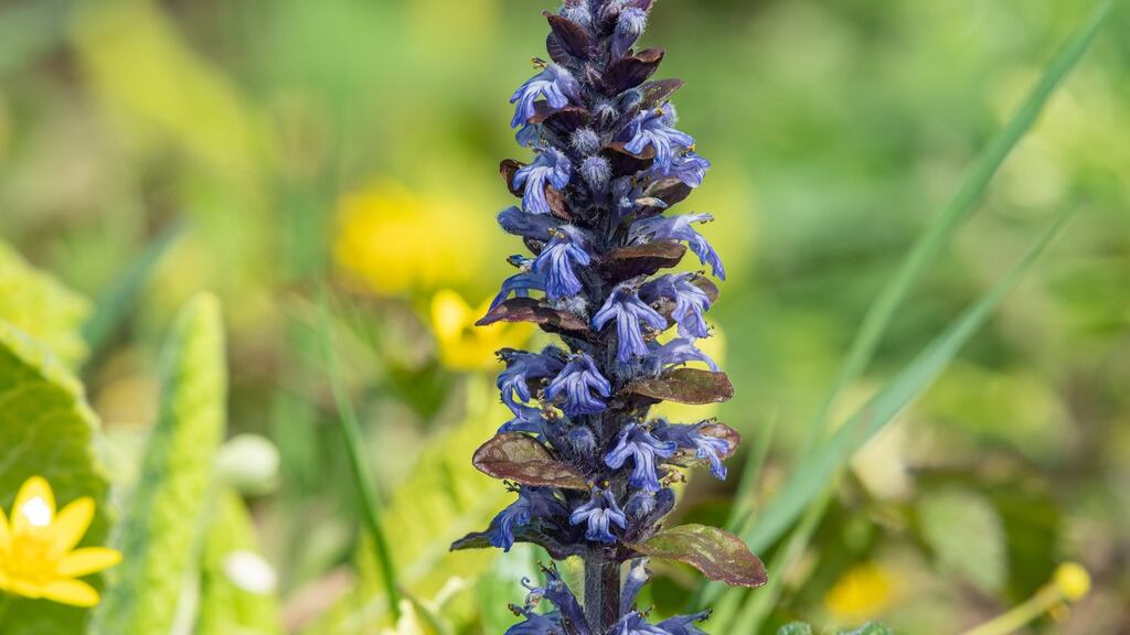 Ajuga reptans are suited to heavy, claggy soil. Photograph: iStock