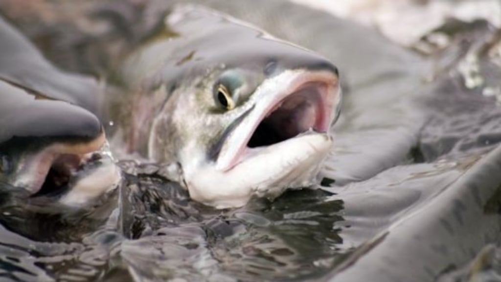 Salmon farming is a booming industry worldwide but it has actually declined in Ireland over the past decade. Photograph: Getty Images