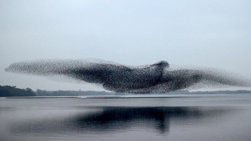 Nature and the environment 1st – A Starling murmuration over Lough Ennell, Co Westmeath. Photograoh: Inpho/James Crombie