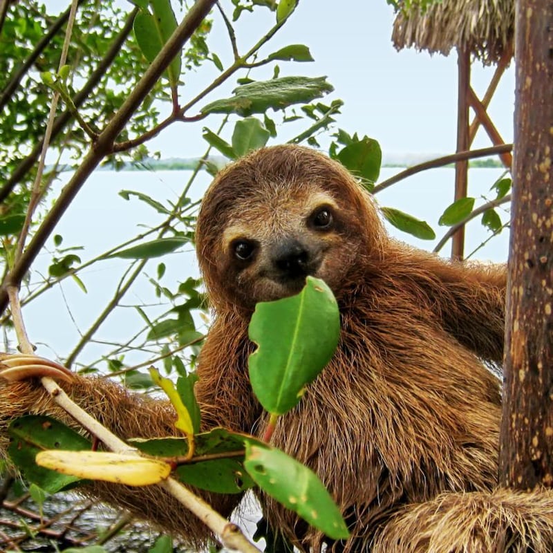 You might catch a glimpse of a cute baby sloth in Costa Rica