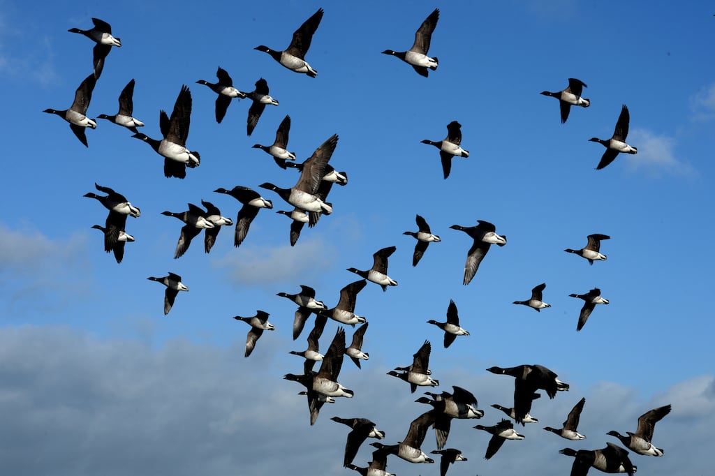 Brent geese are winter visitors to Ireland. Photograph: Alan Betson / The Irish Times
