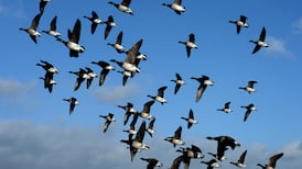 Brent geese put paid to 580 new Dublin apartments
