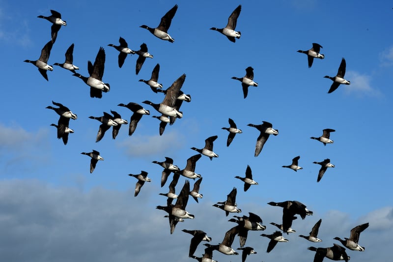 Brent geese put paid to 580 new Dublin apartments