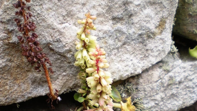 Eyes on nature: the navelwort that Eamon McPartland saw on a stone wall inside the monastic cashel on Inishmurray, off Co Sligo