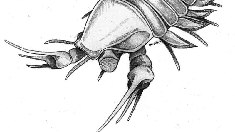 The fearsome-looking but only four centimetre-long Kooteninchela deppi.