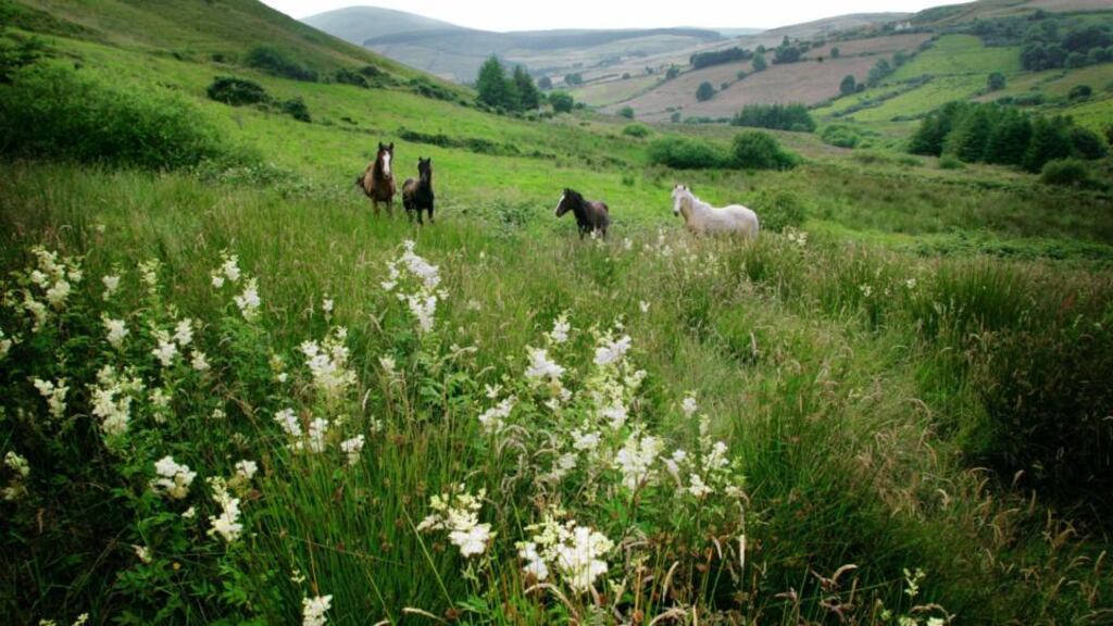 Mountain horses in a wild meadow near Kilcommon, Co Tipperary. Photograph: Fergal Shanahan