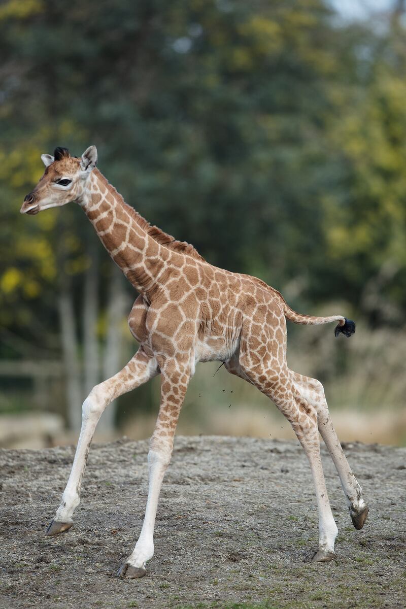 Dublin Zoo’s latest arrival. Photograph: Patrick Bolger/Dublin Zoo