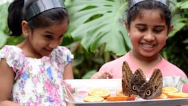 State’s oldest butterfly farm in Straffan preparing to close