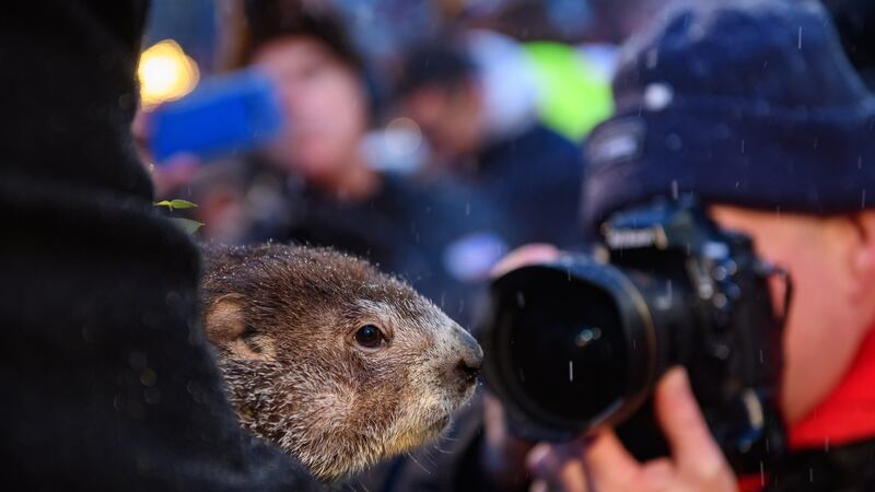 Punxsutawney Phil emerges from his winter den and completes his media duties during Groundhog Day festivities in the Pennsylvanian town. Photograph: Jeff Swensen/Getty Images
