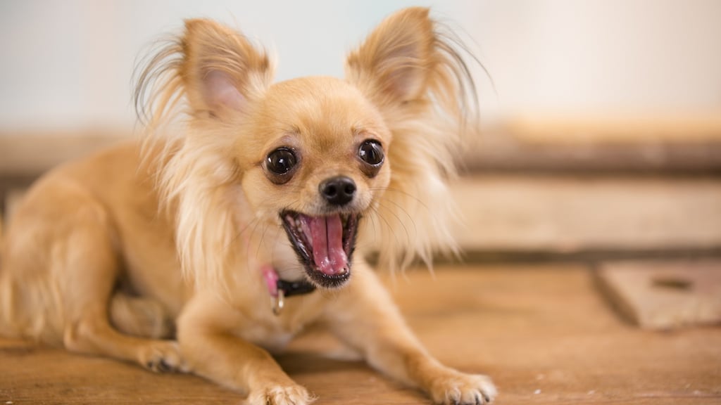 “The house rules in our multi-unit development complex do not allow the presence of dogs yet the dog numbers continue to  increase.” Photograph: Getty Images/iStockphoto