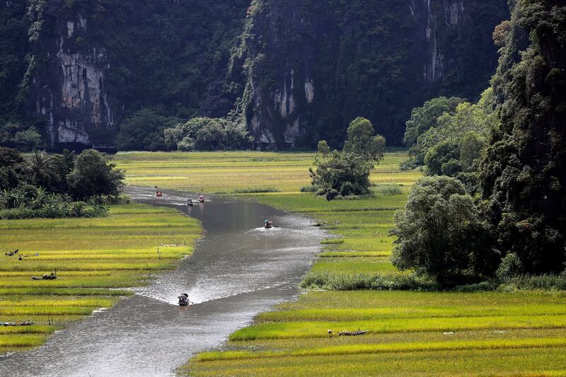 Rice fields along Ngo Dong river in Tam Coc, a part of the Hoa Lu limestone mountain range, in Ninh Binh province, Vietnam. Photograph: Luong Thai Linh/EPA