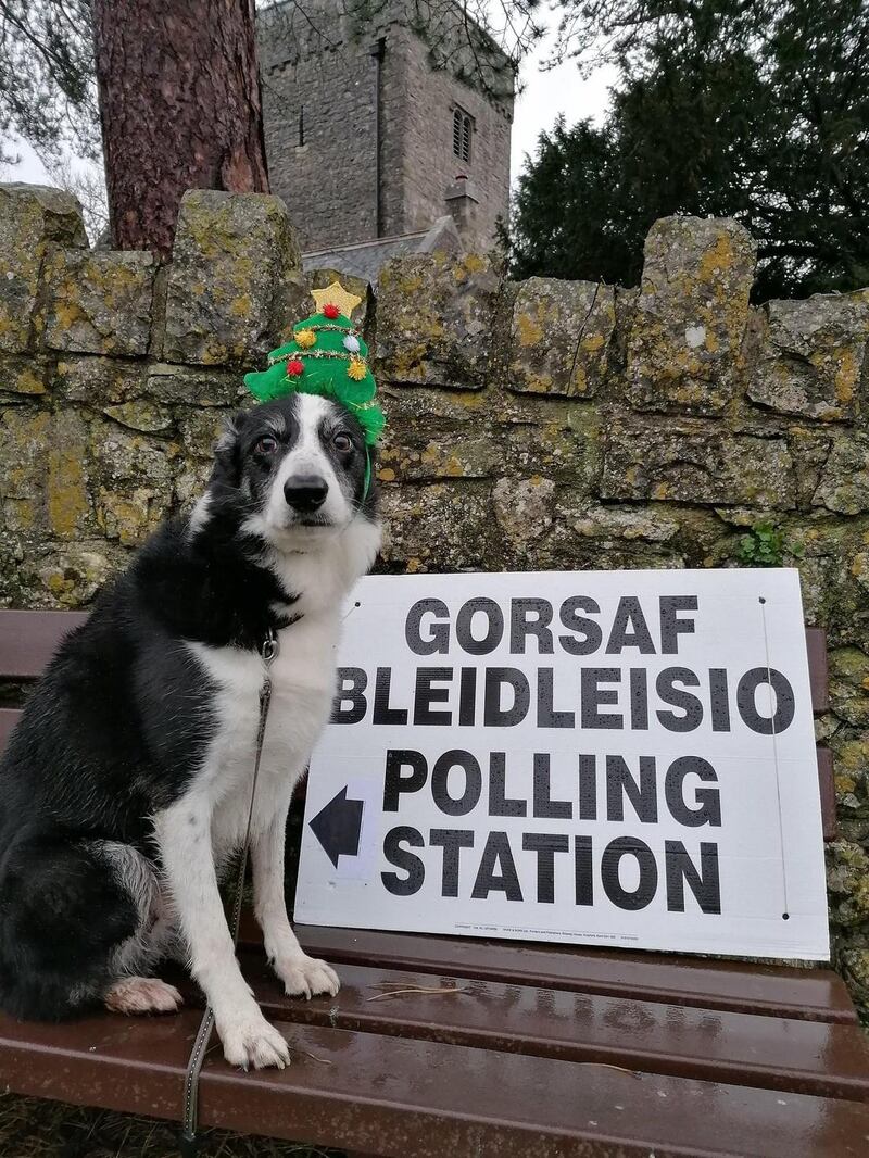 Twm wears a Christmas hat at a polling station in the Vale of Glamorgan, Britain. Photograph: @EsylltMair/PA Wire