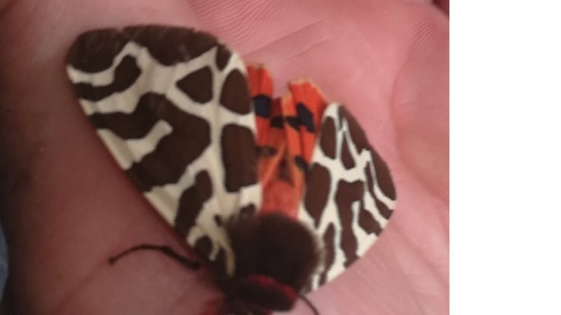 Garden tiger moth