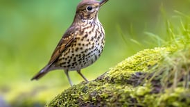 Dialannaí ildánach