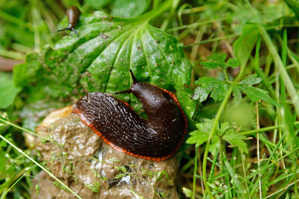 Organically acceptable slug pellets will help to keep slug attacks at bay but are less effective during periods of heavy rain.