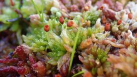 How Abbeyleix raised its bog standards to the highest level